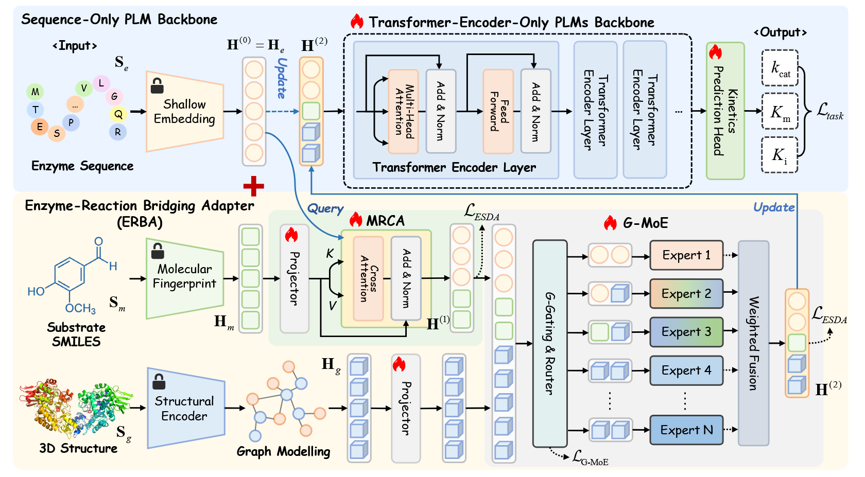 Multimodal Protein Language Models for Enzyme Kinetic Parameters: From Substrate Recognition to Conformational Adaptation